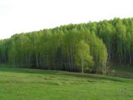 В Ульяновской области будет высажено 1000 гектаров &quot;лесов Киото&quot;. Фото: АМИ-ТАСС