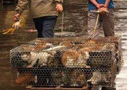 Отловленных животных морят голодом на специальных фермах. Фото: Дейта.Ru