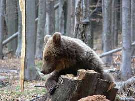 Бурый медведь в словацком лесу. Фото с сайта medvede.sk