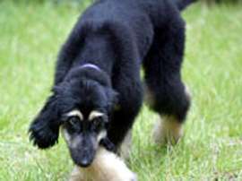  	  Первый клонированный пес Снуппи. Фото с сайта Sky News