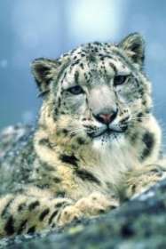 Снежный барс - символ суровых гор Алтае-Саян. Фото: WWF России