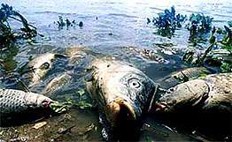 Массовая гибель рыбы. Фото: www.ruseu.org