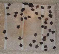 В один &quot;скворечник&quot;, как выяснилось, иногда забирается больше сотни летучих мышей (фото с сайта nature.com).