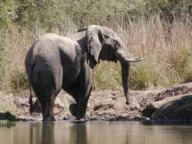 С ростом спроса на слоновую кость в Конго участились случаи убийства слонов. Фото: АМИ-ТАСС