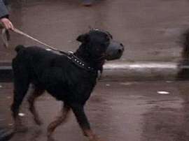 В Одессе инвалидам запретили выгуливать опасных собак, а детям - животных вообще. Фото: RTV International
