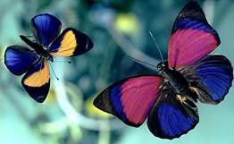 Британцы вкладывают 900 тысяч фунтов в проект по спасению бабочек. Фото: РИА Новости