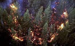 Количество лесных пожаров на Дальнем Востоке увеличилось в пять раз. Фото: РИА Новости