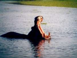 На одном из озер в Кении завелись бегемоты-убийцы. Фото: АМИ-ТАСС