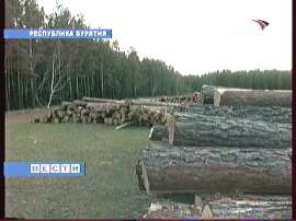 Более тысячи кубометров леса Бурятии уничтожено незаконно. Фото: Вести.Ru