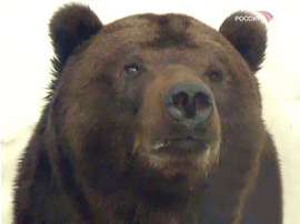 На Камчатке бурый медведь загрыз женщину. Фото: РИА Новости