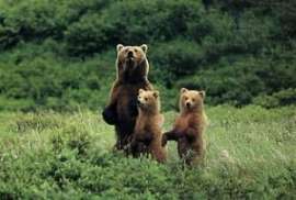 На севере Сахалина медведи выходят на дороги в надежде получить лакомство от автомобилистов. Фото: АМИ-ТАСС