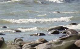 У берегов английского графства Корнуолл погибли 20 дельфинов. Фото: РИА Новости