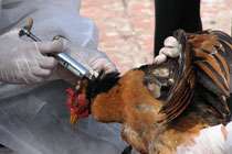 Птичий грипп перестал убивать птиц и сделался непредсказуемым. Фото: medportal.ru