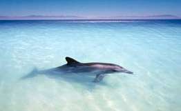 Дельфины у берегов Корнуолла могли погибнуть из-за военных учений. Фото: РИА Новости