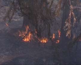 В Калининградской области горят леса. Фото: Вести.Ru