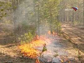 В Хабаровском крае выгорели 52 тысячи гектаров тайги. Фото: Вести.Ru