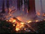 Южноуральцев предупреждают о повышении опасности лесных пожаров. Фото: РИА &quot;Новый Регион&quot;