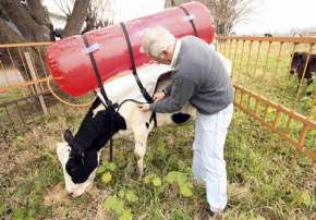 Британские учёные считают, что у коров метан выделяется в основном при отрыжке. Куда подсоединён шланг у аргентинских коров, выяснить не удалось. Но абсолютно точно — не в филейную часть (фото Reuters).