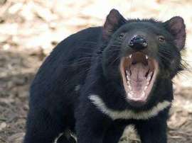 Самец тасманийского дьявола. Фото пользователя Madmax32 с сайта wikipedia.org