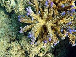 Растущий коралл. Фото пользователя Mbz1 с сайта wikipedia.org