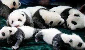 Панда-бум произошел в Китае. Фото: MIGnews.com