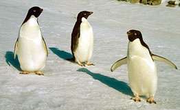 Нашествие пингвинов продолжается на пляжах северо-востока Бразилии. Фото: РИА Новости