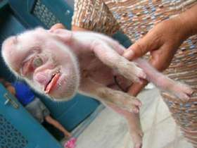 Китайская свинья родила поросенка-мутанта с обезьяньей головой. Фото: ananova.com