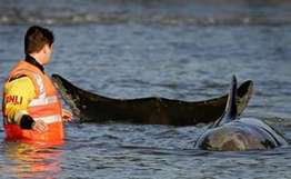 Британские пожарные и экологи пытаются спасти попавшего на мель кита. Фото: РИА Новости