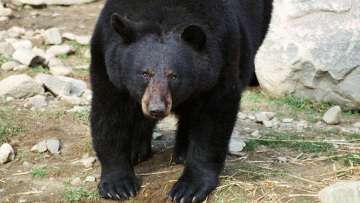 Экологи и ученые в Канаде протестуют против охоты на медведей-гризли. Фото: РИА Новости