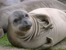Немецкие зоологи выпускают в Северное море выращенных в специальном питомнике молодых тюленей. Фото: РИА Новости
