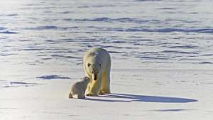 Белым медведям угрожает быстрое таяние арктических льдов. Фото: РИА Новости