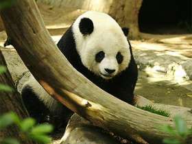 Гигантская панда. Фото с сайта lightmatter.net