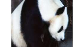 Китайские панды продолжают бить рекорды рождаемости. Фото: РИА Новости