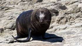 Защитники животных призывают остановить убийство тюленей в Шотландии. Фото: РИА Новости