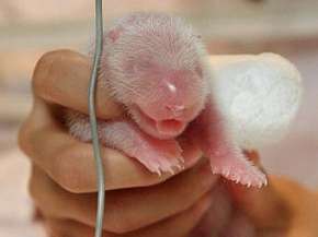 Новорожденная панда. Фото, переданное по каналам AFP