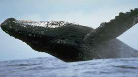 Шум в океанах опасен для китов и дельфинов. Фото: РИА Новости