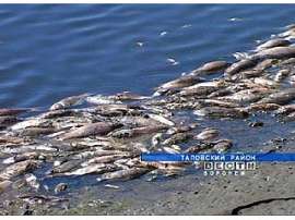 В реке Савала отмечена массовая гибель рыбы. Фото: Вести.Ru