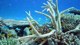 Ученые обнаружили около 500 новых видов обитателей коралловых рифов. Фото: РИА Новости