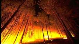 Около 80% территории самого большого парка мира пострадало при пожаре. Фото: РИА Новости