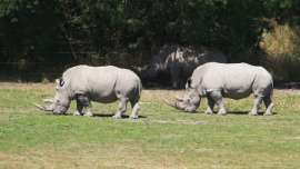 Браконьеры мешают восстановлению популяции носорогов в Зимбабве. Фото: РИА Новости