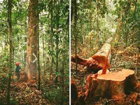 Правительство Бразилии признано самым злостным вырубщиком лесов Амазонки. Фото: NEWSRU.com