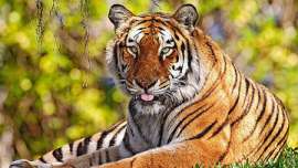 В Лондонском зоопарке &quot;жилищная проблема&quot;: поссорились два тигра. Фото: РИА Новости