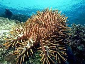 Уничтожающий кораллы хищник распался на четыре вида. Фото: Lenta.Ru