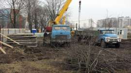 В Москве незаконно вырубили 69 деревьев ясенелистного клена. Фото: РИА Новости