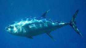 Голубой тунец. Фото: Википедиа