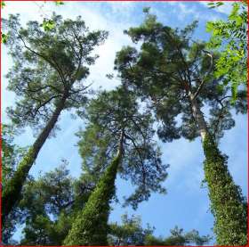 Pinus pityusa (Сосна пицундская)