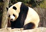 Гигантская панда. Фото: Росбалт