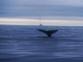 Власти Чили запретили охоту на китов в коммерческих и научных целях в своих территориальных водах. Фото: РИА Новости