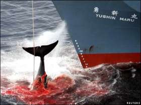 Японские китобои. Фото: Reuters