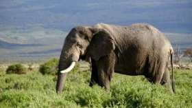 Защитники животных критикуют проведение аукциона слоновой кости. Фото: ru.wikipedia.org